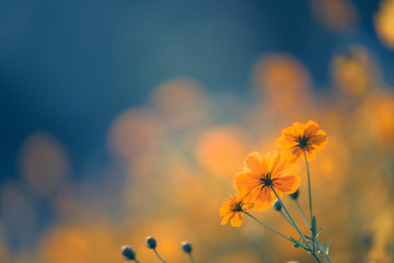 仿生学研究成果有哪些