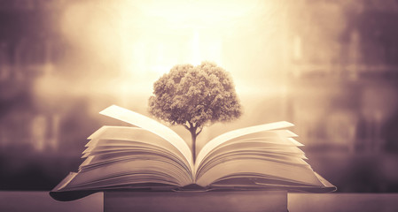 太阳花的寓意和花语