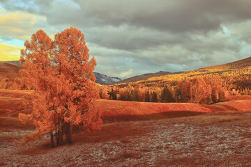 沈阳24小时宠物医院哪里有