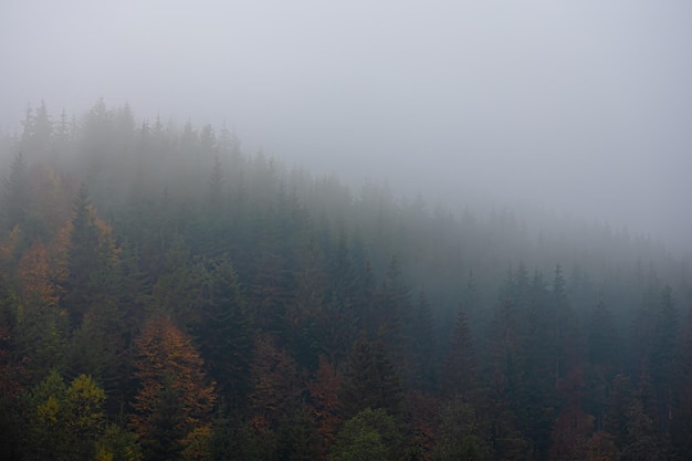 心理健康手抄报内容