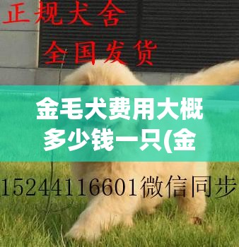 金毛犬费用大概多少钱一只(金毛犬多少钱一只纯种)