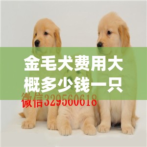 金毛犬费用大概多少钱一只(金毛犬多少钱一只纯种)