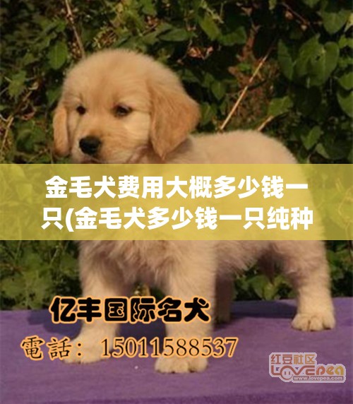 金毛犬费用大概多少钱一只(金毛犬多少钱一只纯种)
