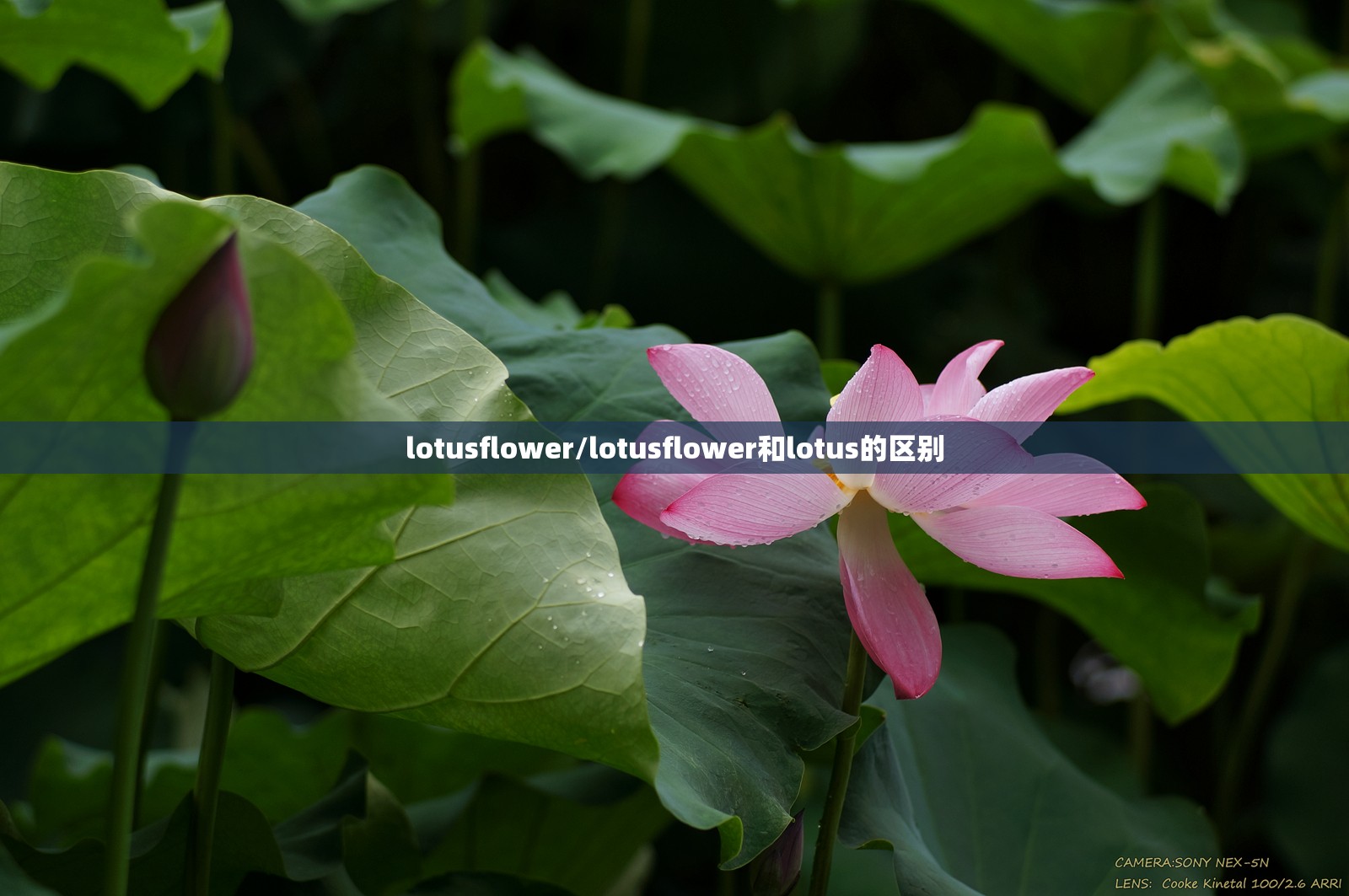lotusflower/lotusflower和lotus的区别