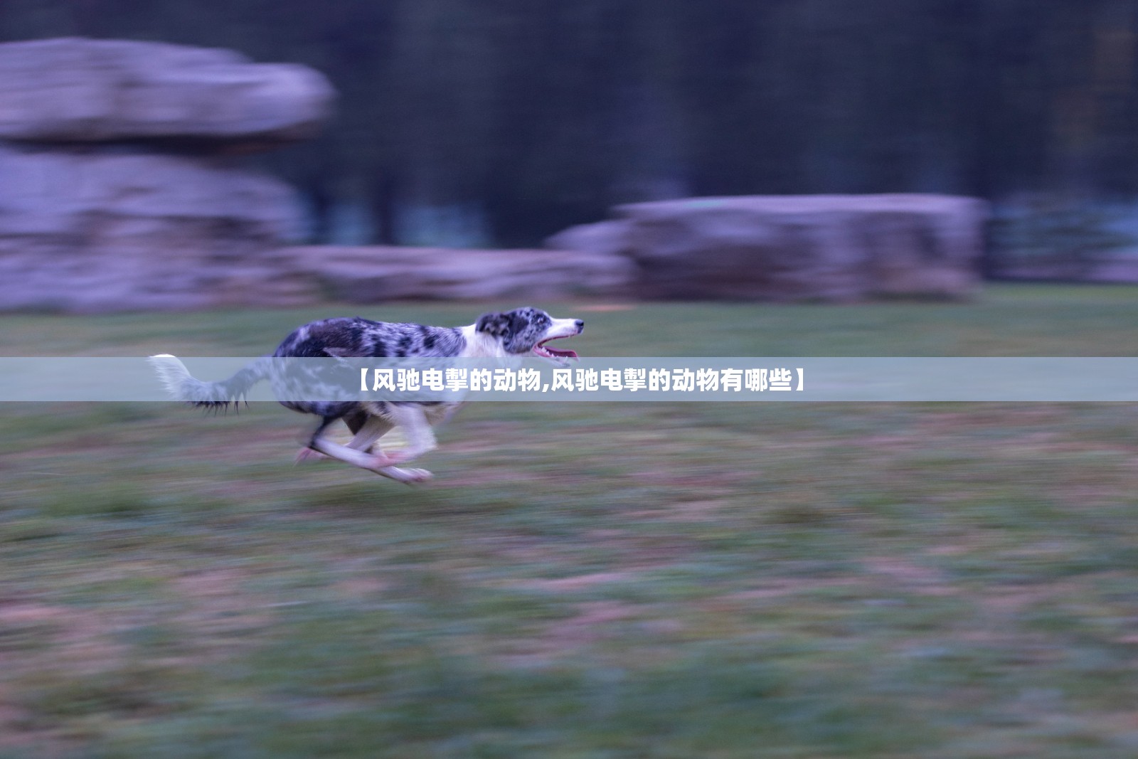 【风驰电掣的动物,风驰电掣的动物有哪些】