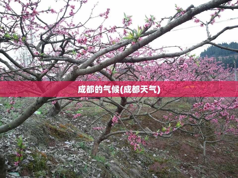 成都的气候(成都天气)