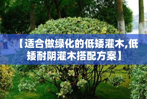 【适合做绿化的低矮灌木,低矮耐阴灌木搭配方案】 【适合做绿化的低矮灌木,低矮耐阴灌木搭配方案】