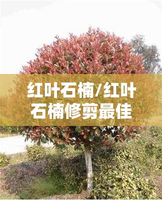 红叶石楠/红叶石楠修剪最佳季节