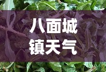 八面城镇天气预报(八面城镇天气预报15天)