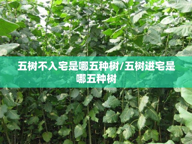 五树不入宅是哪五种树/五树进宅是哪五种树 五树不入宅是哪五种树/五树进宅是哪五种树