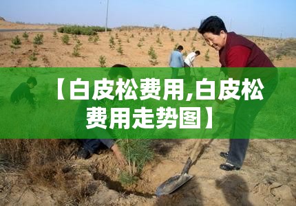 【白皮松费用,白皮松费用走势图】