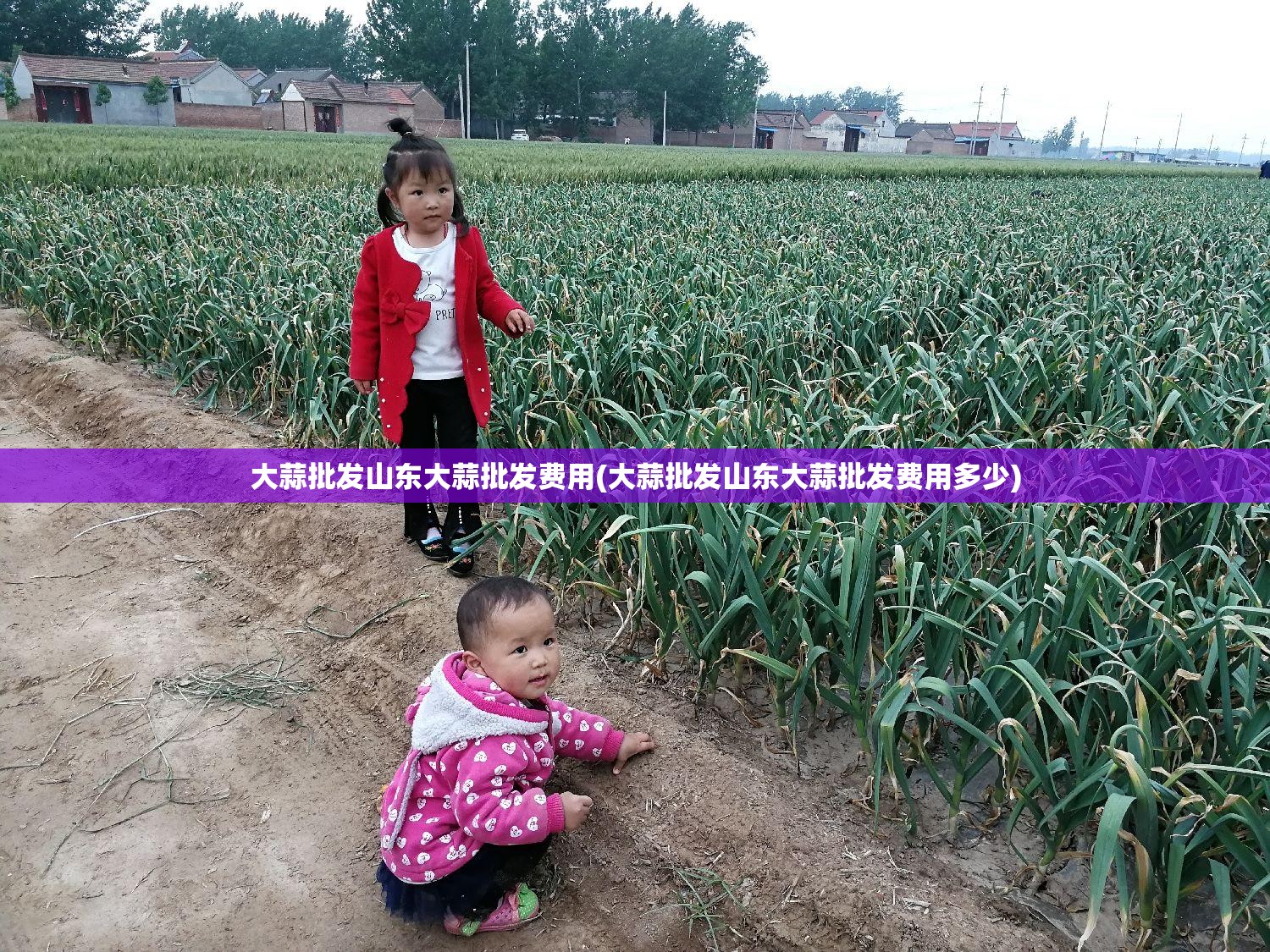 大蒜批发山东大蒜批发费用(大蒜批发山东大蒜批发费用多少) 大蒜批发山东大蒜批发费用(大蒜批发山东大蒜批发费用多少)