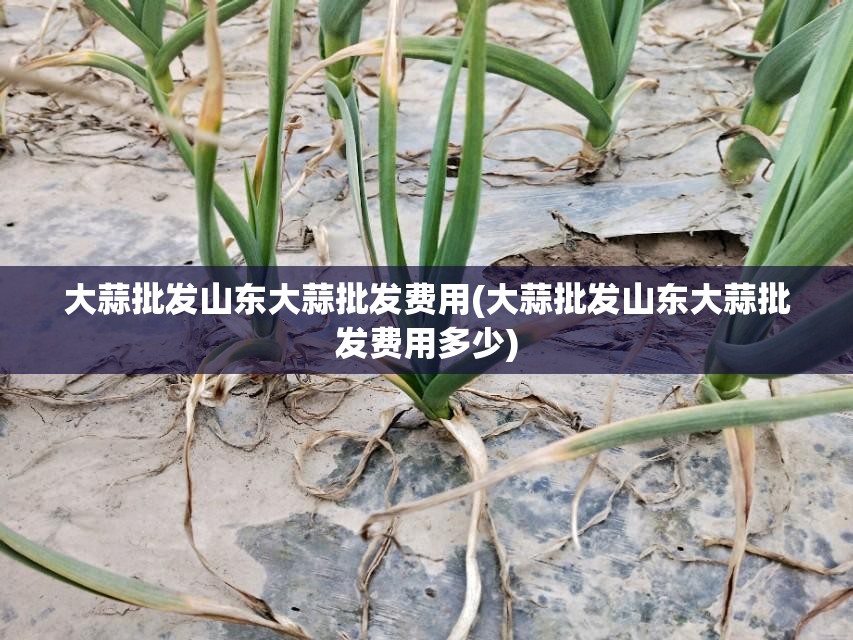 大蒜批发山东大蒜批发费用(大蒜批发山东大蒜批发费用多少) 大蒜批发山东大蒜批发费用(大蒜批发山东大蒜批发费用多少)