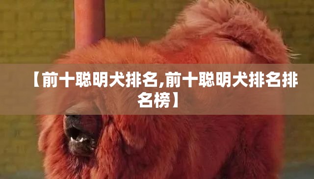 【前十聪明犬排名,前十聪明犬排名排名榜】 【前十聪明犬排名,前十聪明犬排名排名榜】