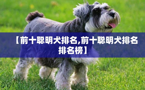 【前十聪明犬排名,前十聪明犬排名排名榜】 【前十聪明犬排名,前十聪明犬排名排名榜】