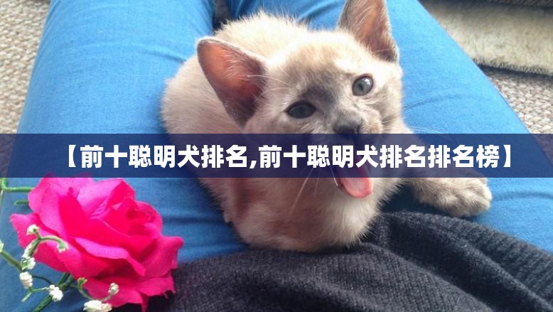 【前十聪明犬排名,前十聪明犬排名排名榜】 【前十聪明犬排名,前十聪明犬排名排名榜】