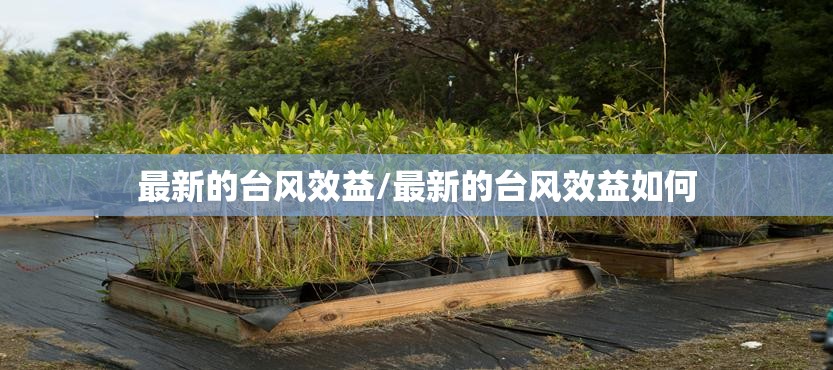 最新的台风效益/最新的台风效益如何 最新的台风效益/最新的台风效益如何