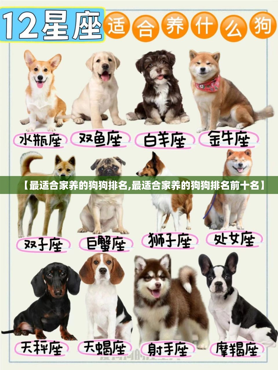 【最适合家养的狗狗排名,最适合家养的狗狗排名前十名】 【最适合家养的狗狗排名,最适合家养的狗狗排名前十名】