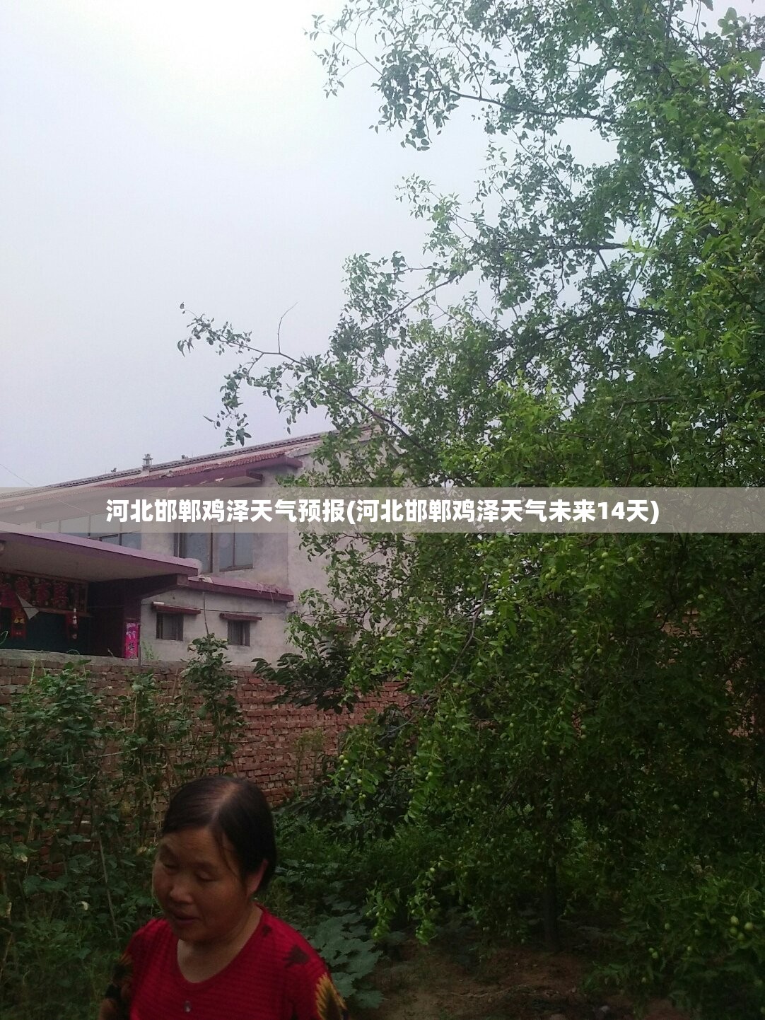 河北邯郸鸡泽天气预报(河北邯郸鸡泽天气未来14天)