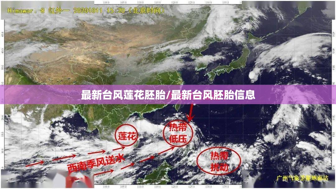 最新台风莲花胚胎/最新台风胚胎信息
